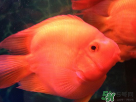 魚眼睛紅了怎么回事？魚眼睛變紅是什么原因？
