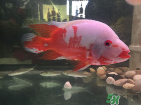 魚眼睛紅了怎么回事？魚眼睛變紅是什么原因？