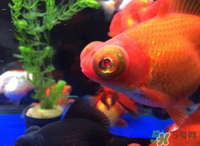 魚眼睛紅了怎么回事？魚眼睛變紅是什么原因？