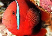 魚眼睛紅了怎么回事？魚眼睛變紅是什么原因？