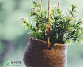 立春吃什么蔬菜？立春時(shí)令蔬菜推薦