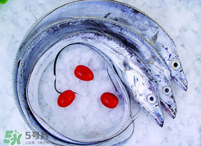 帶魚多少錢一斤？帶魚多少錢一箱？