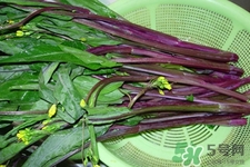 紅菜苔是苦的嗎？紅菜苔為什么有苦味？
