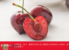 車?yán)遄幽睦锂a(chǎn)的最好？車?yán)遄赢a(chǎn)地在哪里？