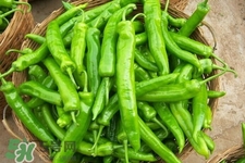 青椒可以放冰箱嗎？為什么青椒不能放冰箱？