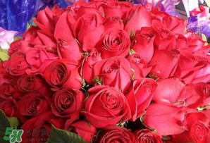 情人節(jié)送什么顏色的玫瑰花好？情人節(jié)送幾朵玫瑰花好？