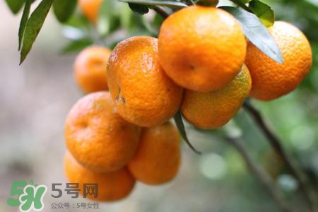 沙糖桔可以放冰箱保存嗎？沙糖桔能冷凍嗎？
