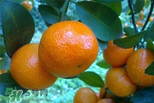 冰糖橘上火嗎？冰糖橘吃多了會(huì)上火嗎？