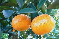 糖尿病可以吃橘子嗎？糖尿病任能吃橘子嗎？