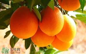 吃臍橙會(huì)上火嗎？臍橙吃多了會(huì)上火嗎？
