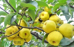 冬天吃梨子太冰怎么辦？冬天怎么吃梨子不冰？