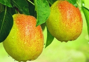 來月經(jīng)可以吃香梨嗎？月經(jīng)期間可以吃香梨嗎？