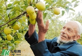 香梨吃多了會怎樣？香梨一天可以吃幾個？