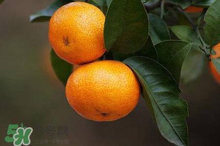 刷牙后吃橘子發(fā)苦正常嗎？刷牙后吃橘子為什么是苦的？