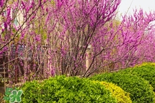 春天養(yǎng)生吃什么粥好？春季養(yǎng)生粥品有哪些？