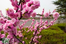 春天養(yǎng)生吃什么水果？春季養(yǎng)生必吃5種時令水果
