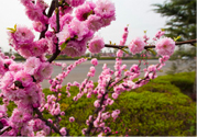 春天養(yǎng)生吃什么粥好？春季養(yǎng)生粥品有哪些？