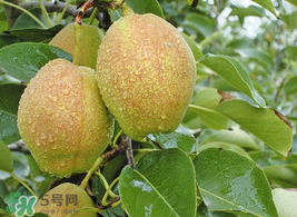 香梨怎么保存？香梨可以放冰箱嗎？