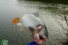 立春后能釣魚(yú)嗎？立春后好釣魚(yú)嗎？