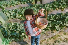 孕婦可以去摘草莓嗎？懷孕了能去摘草莓嗎？