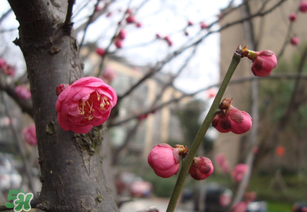 立春后種什么花？立春時(shí)開(kāi)的花有哪些？