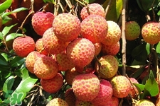 吃荔枝會(huì)酒駕嗎？為什么吃荔枝會(huì)酒駕？