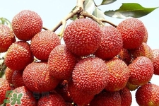 吃荔枝會(huì)過敏嗎？吃荔枝過敏怎么辦？