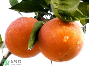血橙為什么沒(méi)有血絲？血橙為什么不紅？