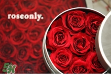 roseonly是怎么火起來的？roseonly值得買嗎？