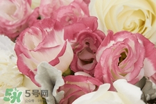 roseonly是怎么火起來的？roseonly值得買嗎？