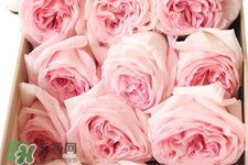 roseonly可以保存多久？roseonly能放多長時間？