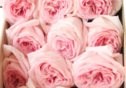 roseonly鮮花怎么保養(yǎng)？roseonly永生花怎么保養(yǎng)？