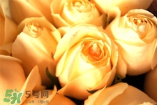 情人節(jié)可以送黃玫瑰嗎？情人節(jié)送黃玫瑰好嗎？