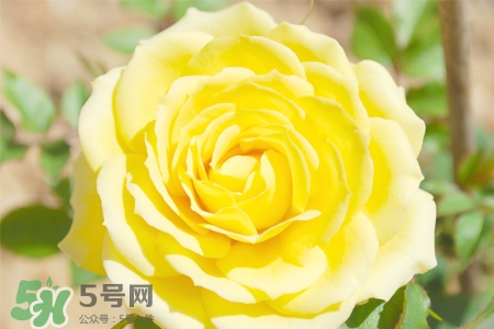 情人節(jié)可以送黃玫瑰嗎？情人節(jié)送黃玫瑰好嗎？