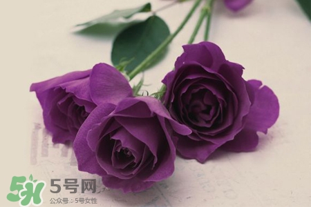 送紫玫瑰有什么含義？紫色玫瑰代表什么意思？