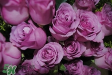 鮮花怎么養(yǎng)？鮮花怎么養(yǎng)放的比較久？