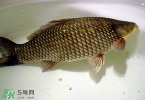 春天釣鯽魚(yú)用什么餌料？春天釣鯽魚(yú)餌料配方