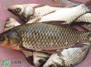 春天釣鯽魚(yú)用什么餌料？春天釣鯽魚(yú)餌料配方