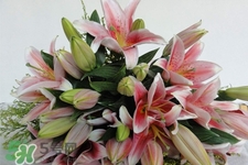 百合花怎么養(yǎng)水里？水養(yǎng)百合花怎么開久些？