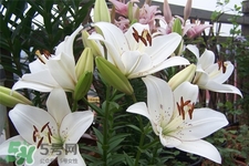 百合花葉子發(fā)黃怎么回事？百合花葉子發(fā)黃怎么辦？
