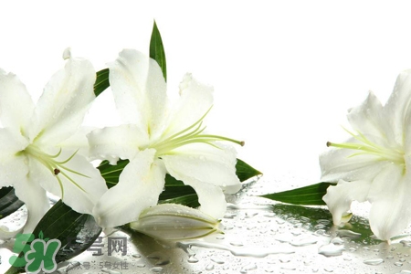 百合花葉子發(fā)黃怎么回事？百合花葉子發(fā)黃怎么辦？