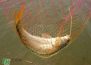 春天釣鯉魚用什么餌料？春天釣鯉魚餌料配方