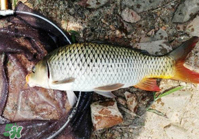 春天釣鯉魚用什么餌料？春天釣鯉魚餌料配方