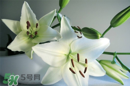 百合花多久澆一次水？百合花多長時間澆水？
