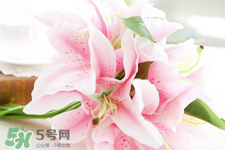 百合花多久澆一次水？百合花多長時間澆水？