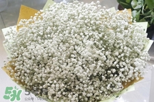 滿天星在花瓶里怎么養(yǎng)？滿天星買回來要養(yǎng)水嗎？