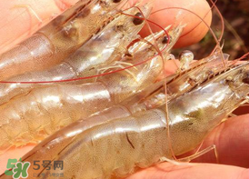 凍蝦發(fā)黑能吃嗎？變黑的凍蝦還能吃嗎？
