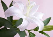 百合花葉子發(fā)黃怎么回事？百合花葉子發(fā)黃怎么辦？
