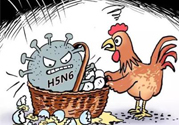 h7n9禽流感怎么預(yù)防？預(yù)防h7n9禽流感知識