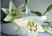 百合花能放花瓶里養(yǎng)嗎？百合花在花瓶里怎么養(yǎng)？